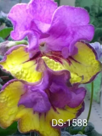 Стрептокарпус DS-1588 Streptocarpus саджанець