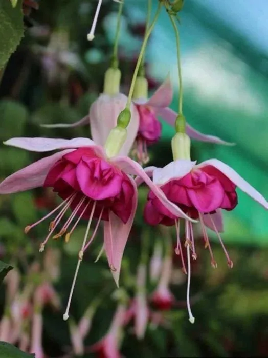 Фуксія ампельна Bella Rosella Fuchsia Белла Росела серія California Dreamers (молода рослина в горщику р10, висота 25-30 см) - Зображення 3