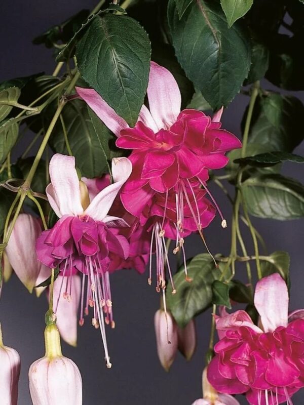 Фуксія ампельна Bella Rosella Fuchsia Белла Росела серія California Dreamers (молода рослина в горщику р10, висота 25-30 см) - Зображення 4