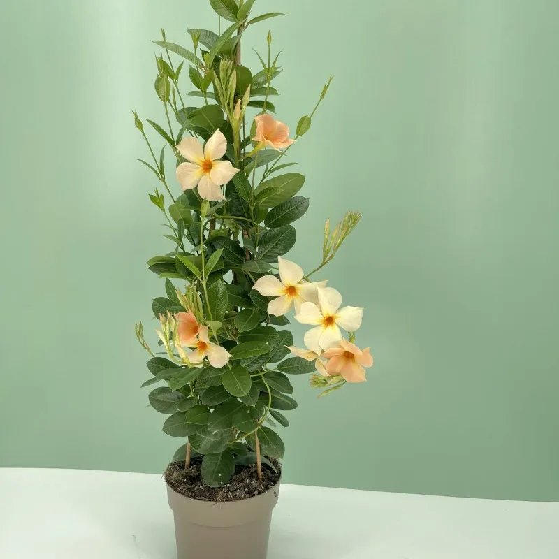 Дипладения Белла Санрайз (Dipladenia Sundaville Bella Sunrise)
рослини в горщику p9
висота 15 см - Зображення 4