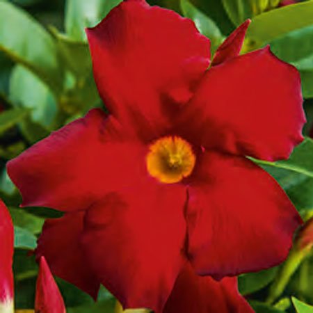 Дипладенія Белла Ред Болеро (Dipladenia Sundaville Bella Red Bolero)
горщик d9 висота рослини 15 чм