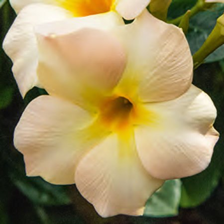 Дипладения Белла Санрайз (Dipladenia Sundaville Bella Sunrise)
рослини в горщику p9
висота 15 см