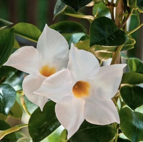 Дипладенія (Сундавіл) Mandevilla Opal White
горщик d9 висота 15 см