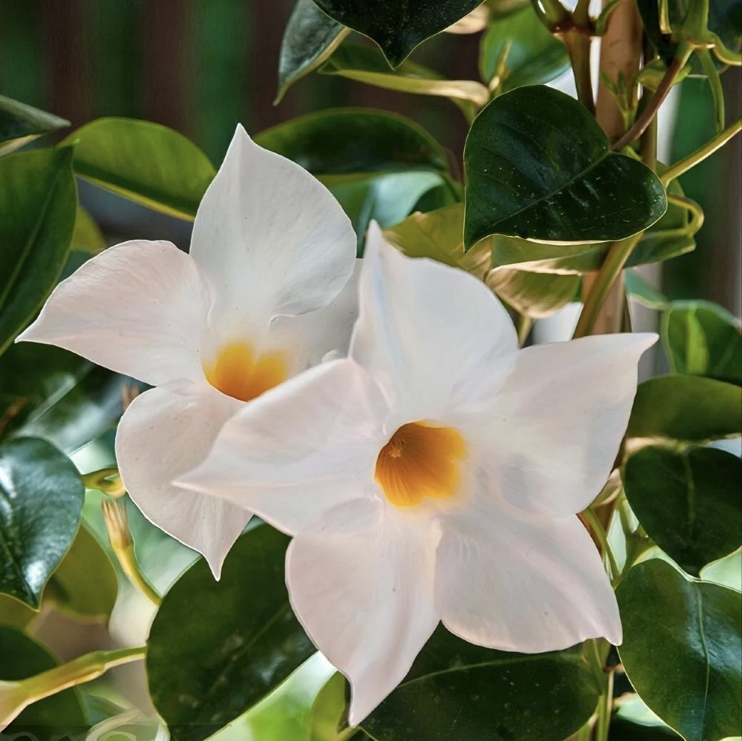 Дипладенія (Сундавіл) Mandevilla Opal White
горщик d9 висота 15 см