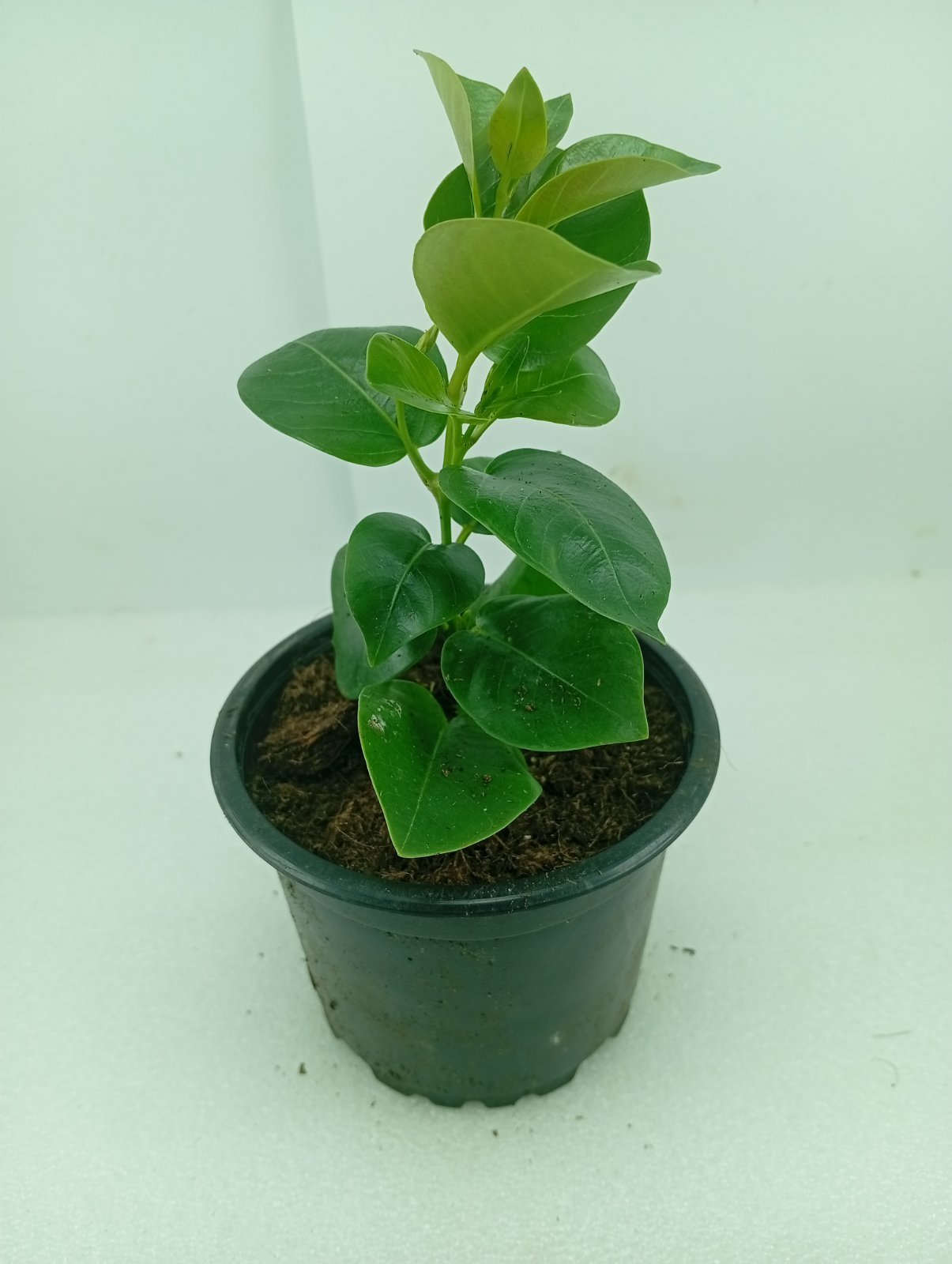 Дипладенія (Сундавіл) Mandevilla Opal White
горщик d9 висота 15 см - Зображення 2