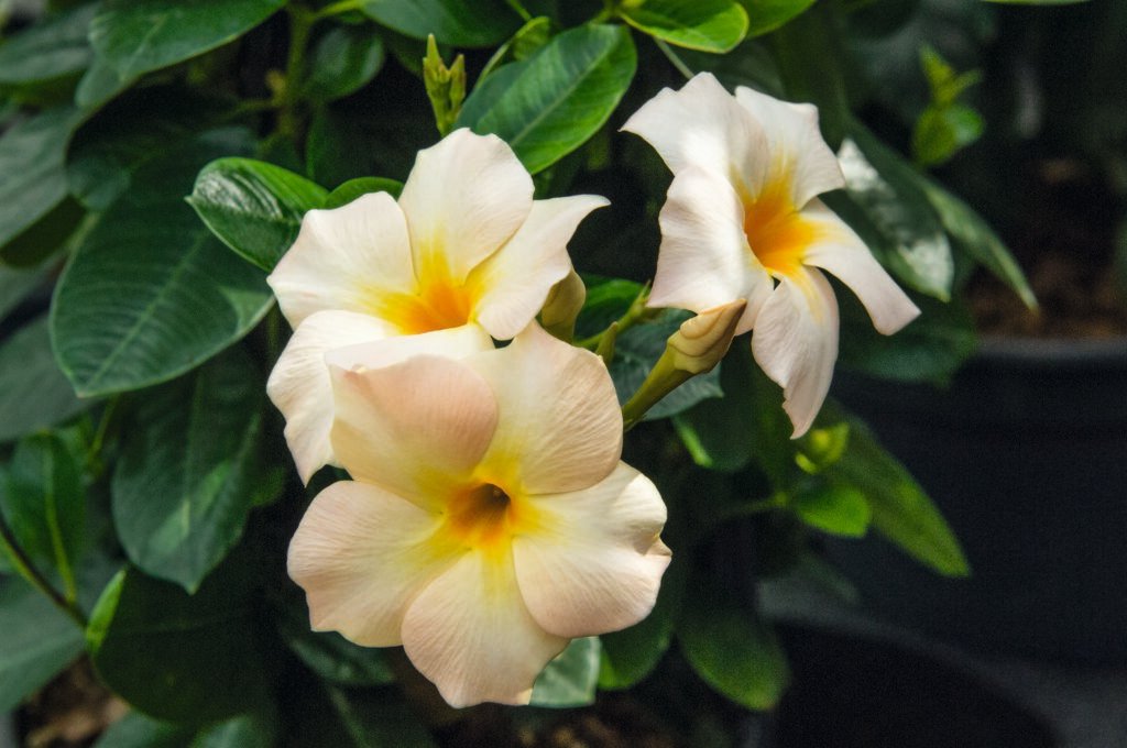 Дипладения Белла Санрайз (Dipladenia Sundaville Bella Sunrise)
рослини в горщику p9
висота 15 см - Зображення 2